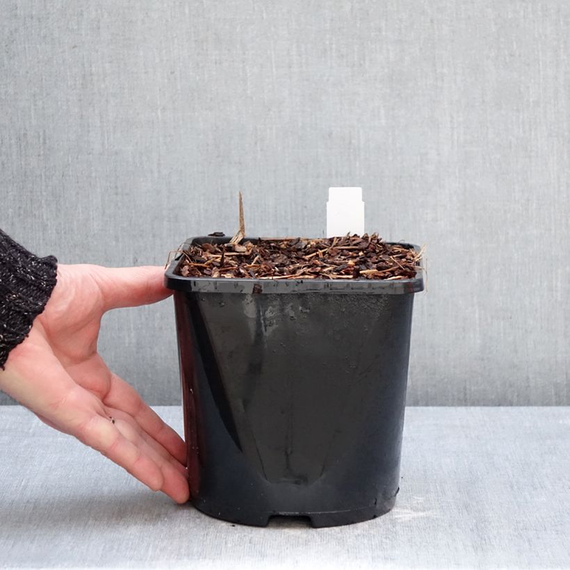 Spécimen de Astilbe arendsii Fanal Pot de 2L/3L tel que livré en hiver