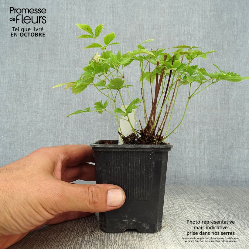 Spécimen de Astilbe arendsii Hyazinth Godet de 8/9 cm tel que livré en automne