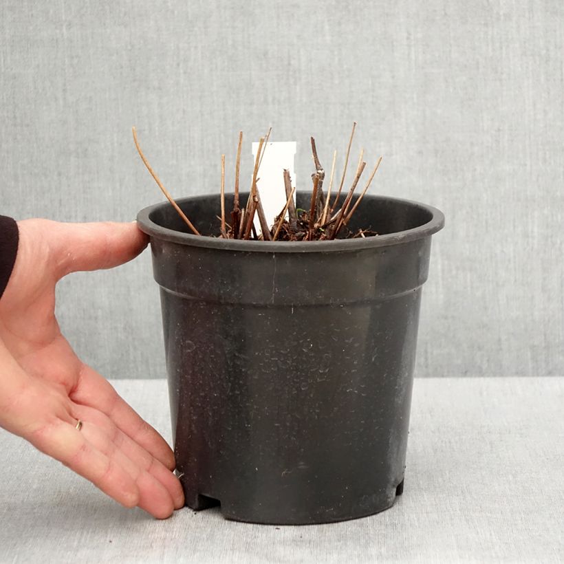 Example of Astilbe arendsii Moccachino Pot de 2L/3L as you get in printemps