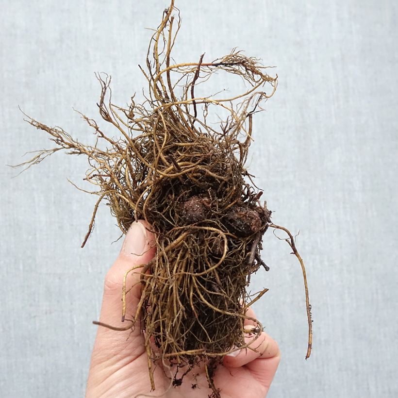 Example of Astilbe arendsii Rock and Roll Racines nues, Qualité Extra équivalant à un pot de 2L as you get in hiver