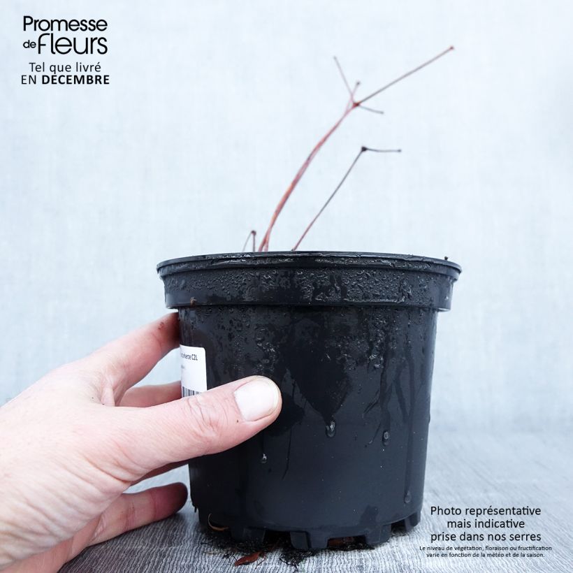Spécimen de Astilbe Chinensis Purpurkerze Pot de 2L/3L tel que livré en automne