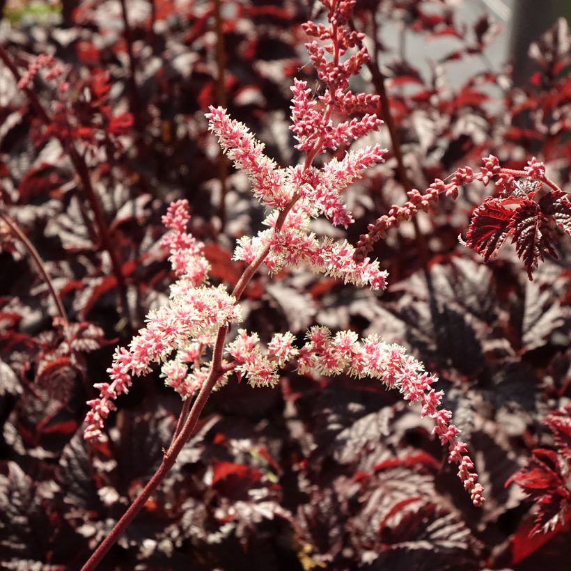 Astilbe Chocolate Shogun (Flowering)