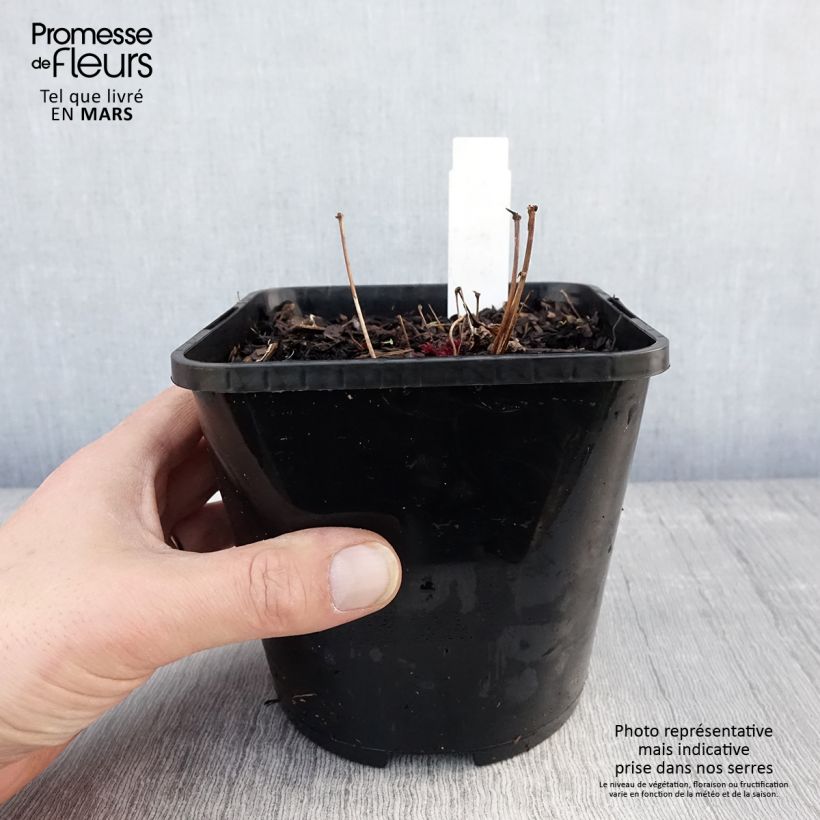 Example of Astilbe Chocolate Shogun Pot de 1,5L/2L as you get in printemps