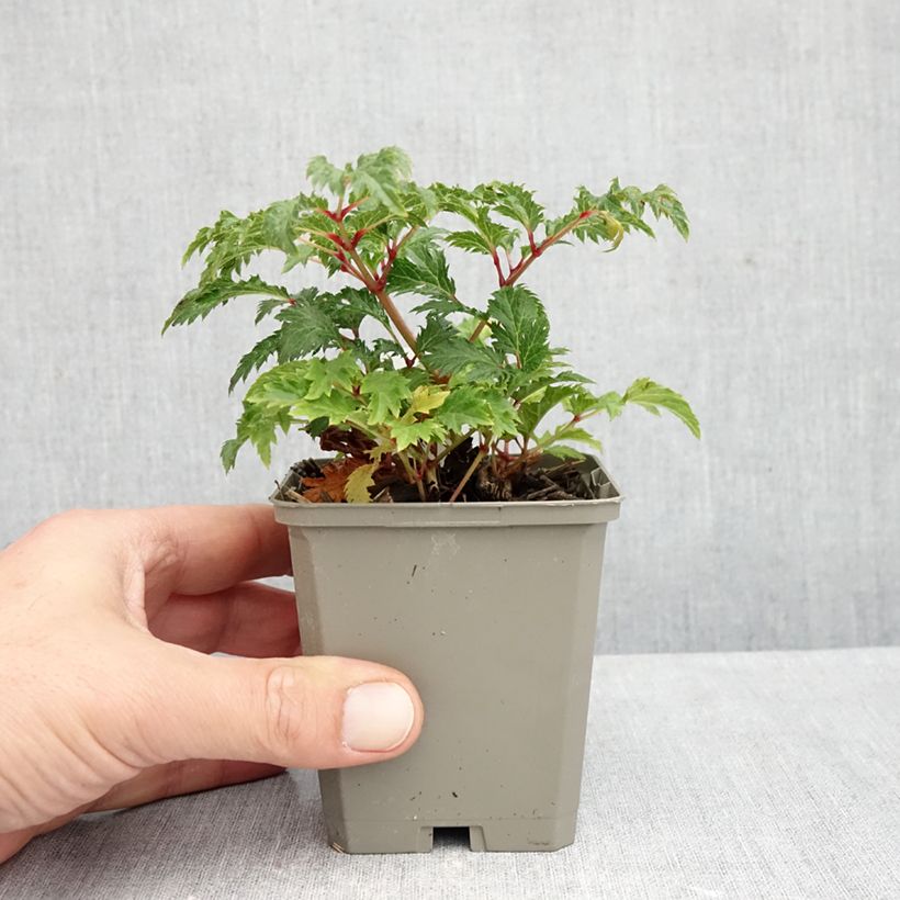 Spécimen de Astilbe crispa Perkeo Godet de 8/9 cm tel que livré en automne