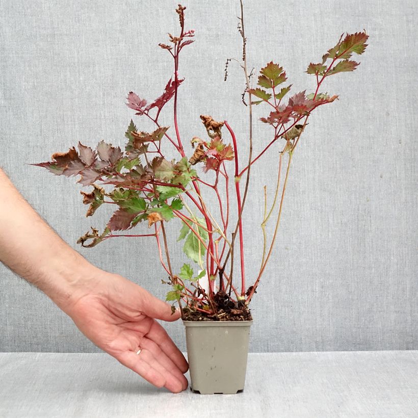 Spécimen de Astilbe japonica Delft Lace Godet de 8/9 cm tel que livré en automne