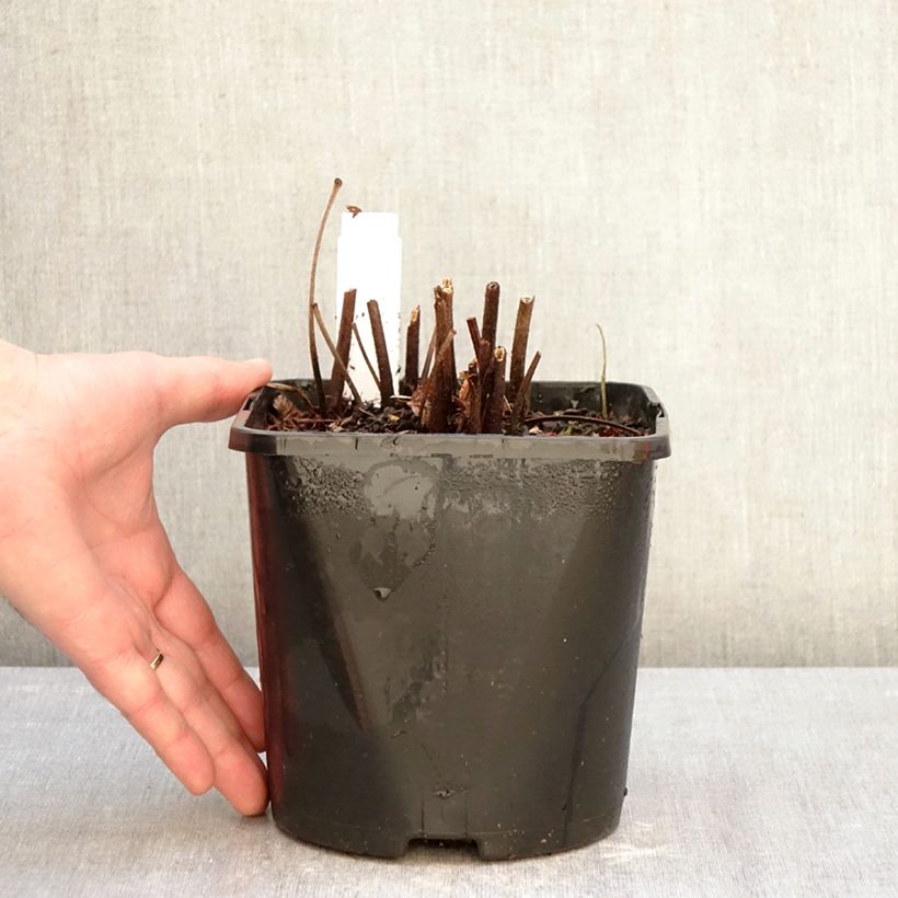 Spécimen de Astilbe japonica Montgomery Pot de 2L/3L tel que livré en hiver