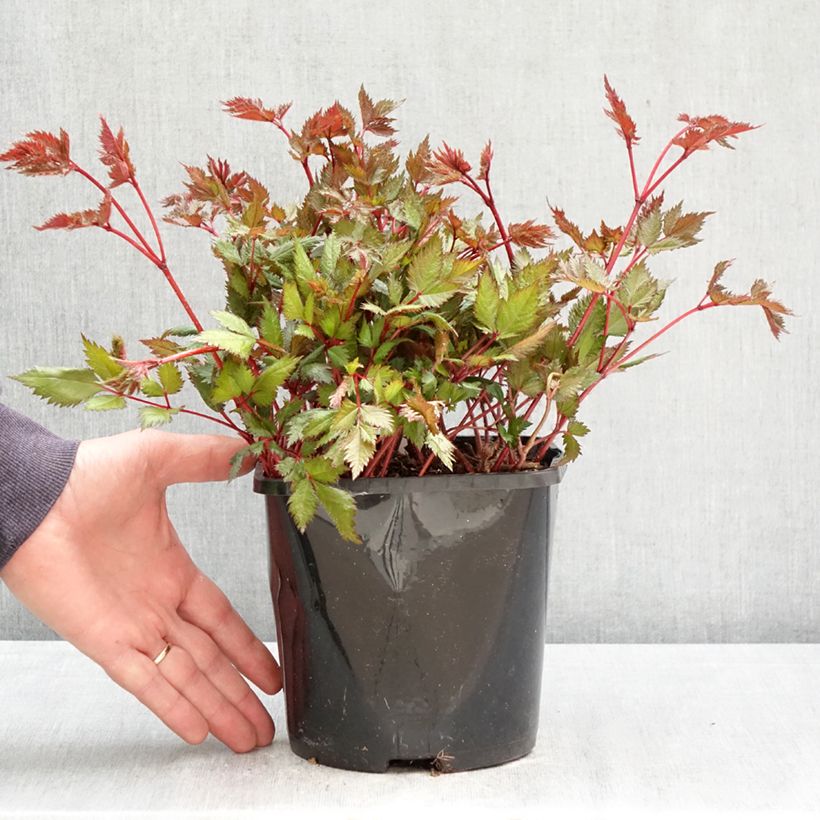 Spécimen de Astilbe japonica Montgomery Pot de 2L/3L tel que livré au printemps