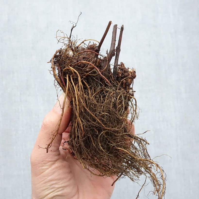 Example of Astilbe japonica Peach Blossom Racines nues as you get in hiver