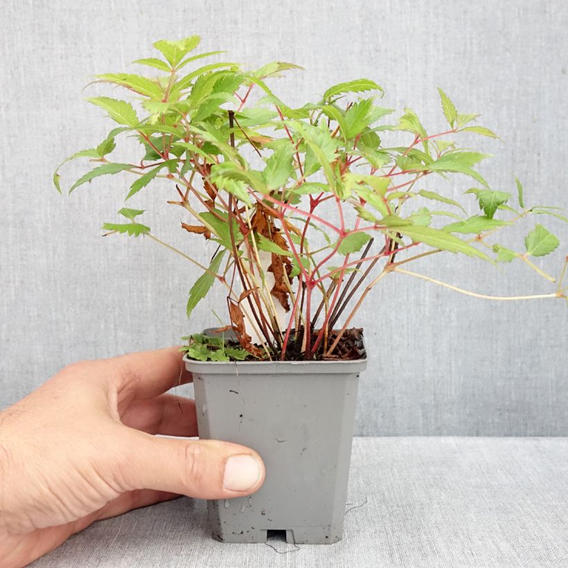 Spécimen de Astilbe japonica Red Sentinel Godet de 8/9 cm tel que livré en automne