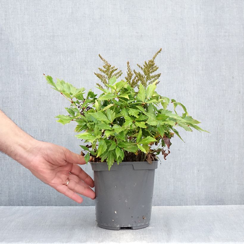 Spécimen de Astilbe simplicifolia Darwin's Snow Sprite Pot de 2L/3L tel que livré en automne