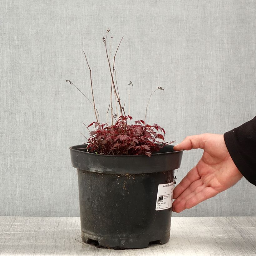 Spécimen de Astilbe simplicifolia Key West Pot de 4L/5L tel que livré au printemps