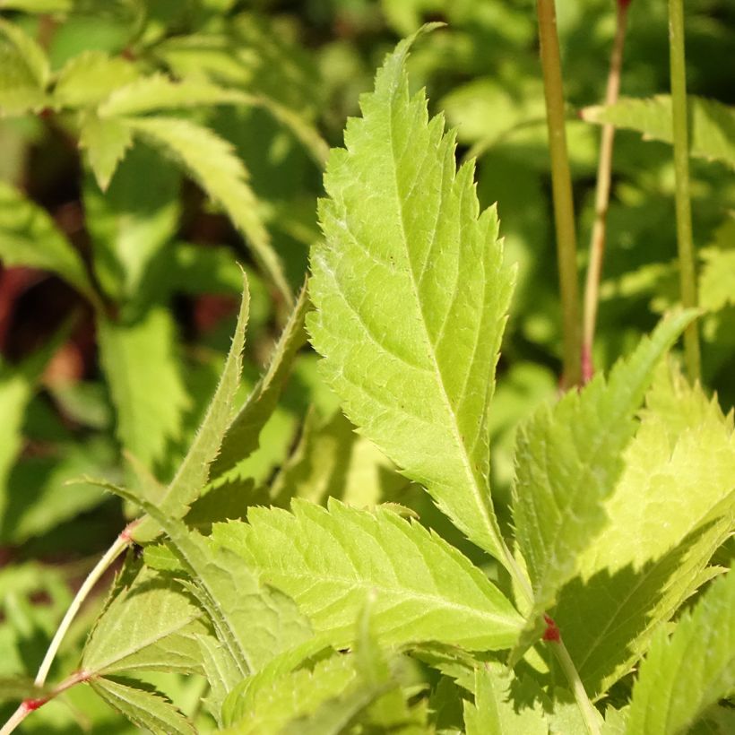 Astilbe Washington (Feuillage)