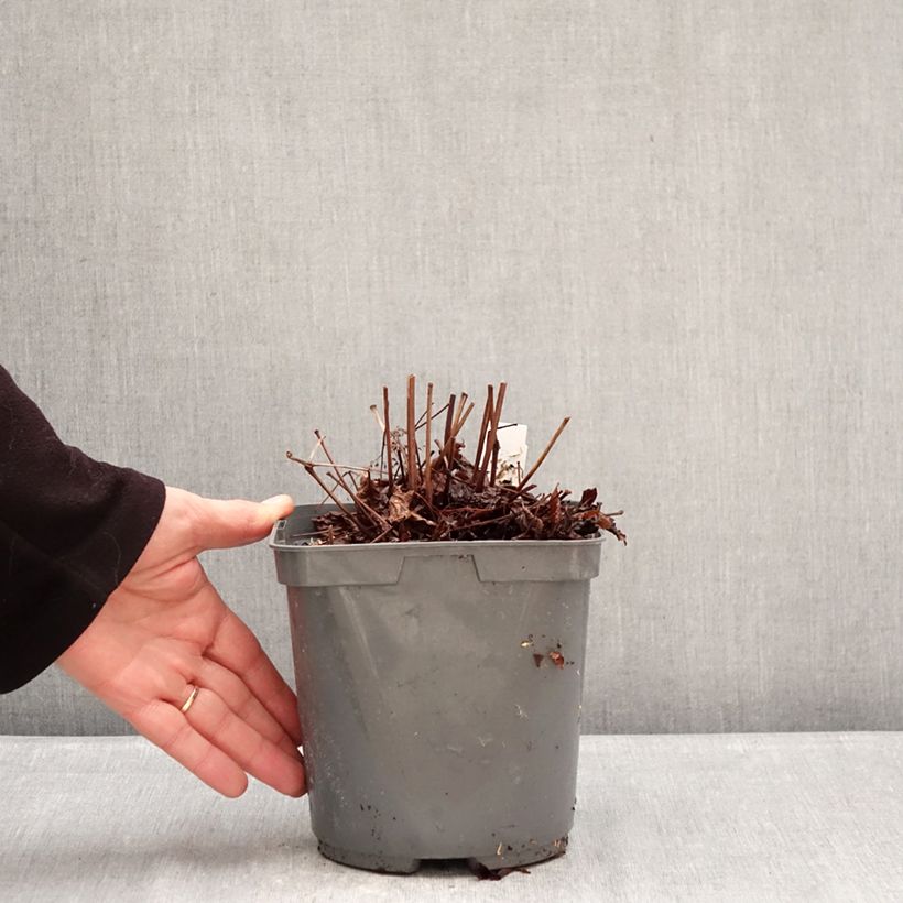 Spécimen de Astilbe Younique® Red (Ruby Red) Pot de 2L/3L tel que livré en hiver