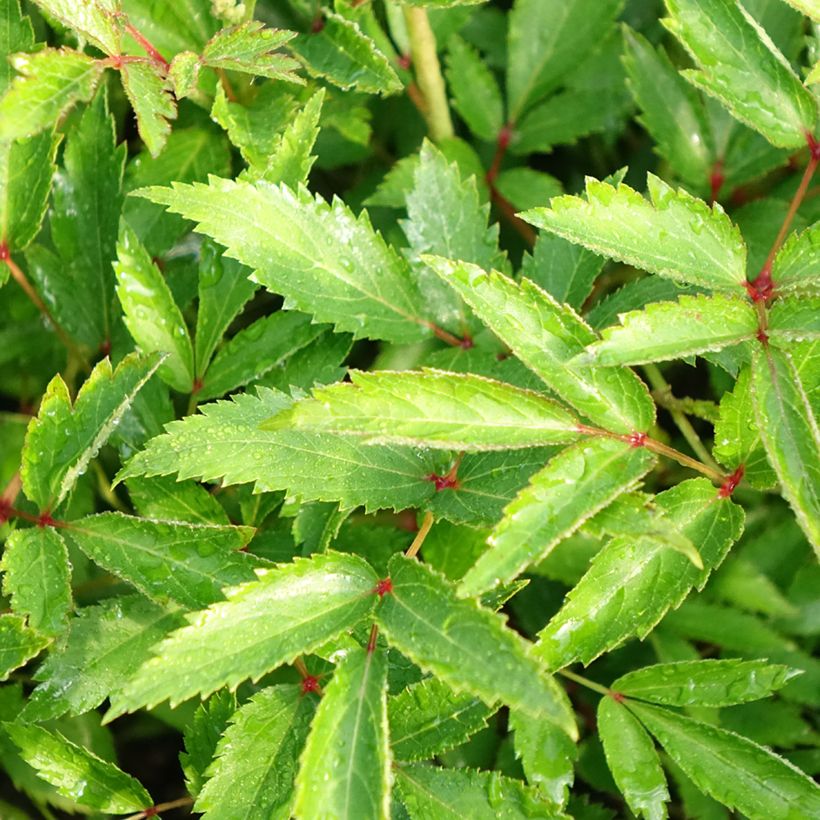 Astilbe Younique® Silvery Pink (Feuillage)
