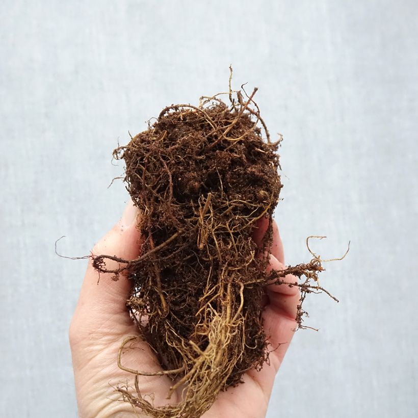 Spécimen de Astilbe Younique® Silvery Pink Racines nues, Qualité Extra équivalant à un pot de 2L tel que livré en hiver