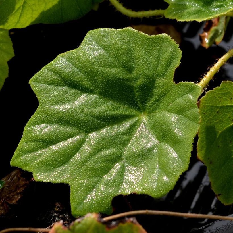 Astilboides tabularis (Foliage)