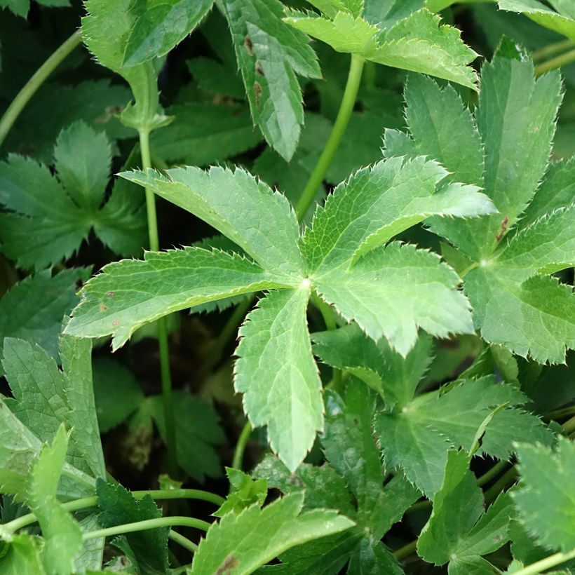 Astrance - Astrantia major Florence (Foliage)