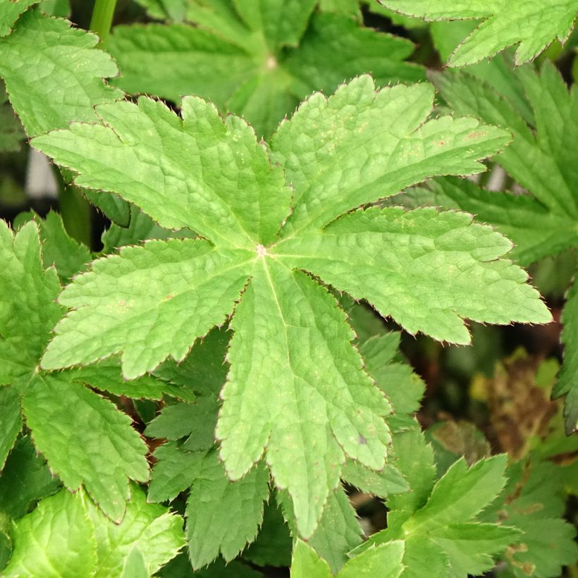 Astrance - Astrantia major Primadonna (Feuillage)