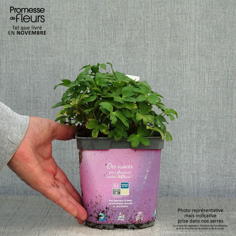 Spécimen de Astrance - Astrantia major Roma Pot de 2L/3L tel que livré en automne