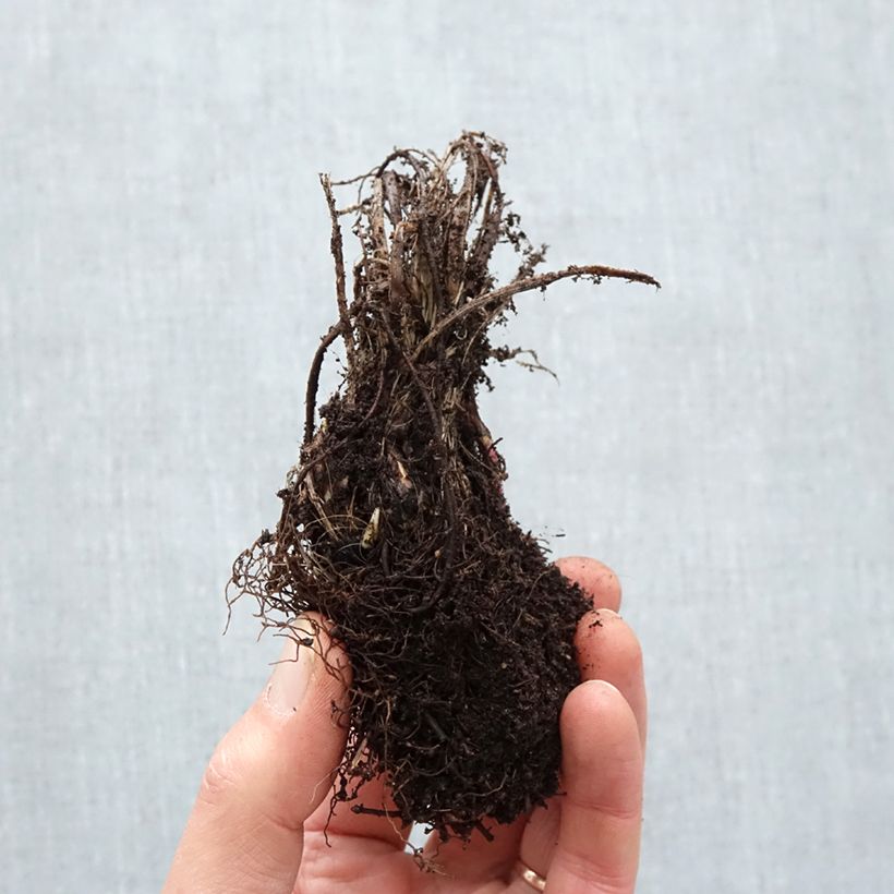 Example of Astrance - Astrantia major Roma Racines nues as you get in hiver