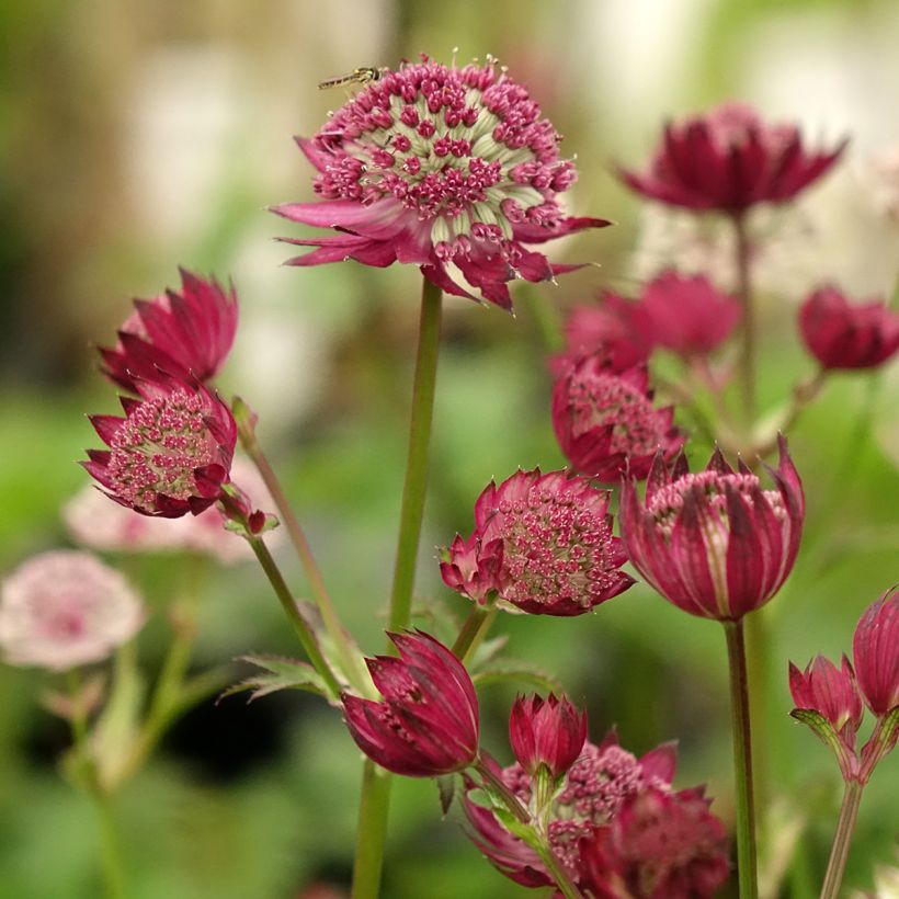Astrance - Astrantia major Rubra (Floraison)