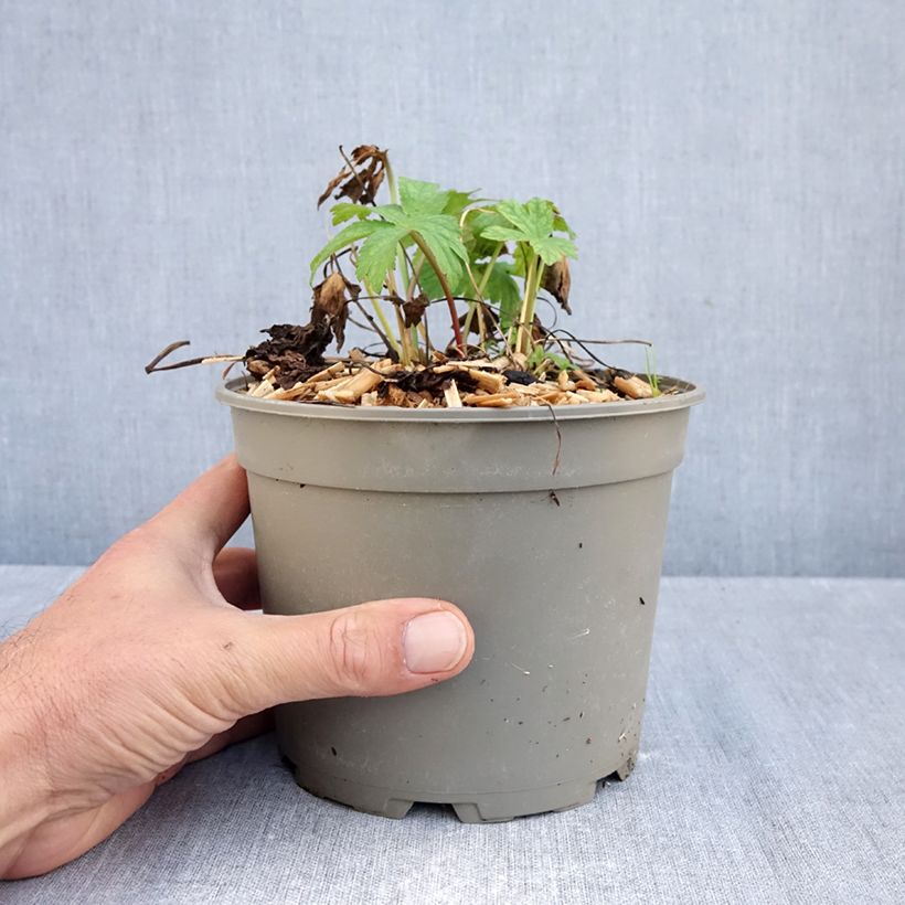 Spécimen de Astrance - Astrantia major Shaggy Pot de 2L/3L tel que livré en automne