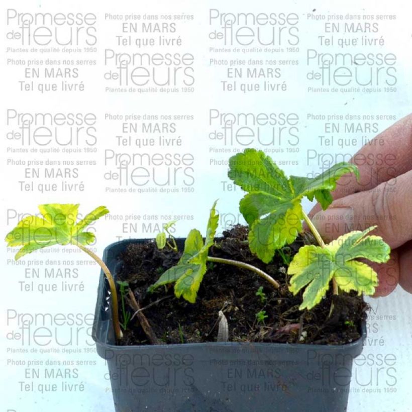 Example of Astrance - Astrantia major Sunningdale Variegated Godet de 8/9 cm as you get