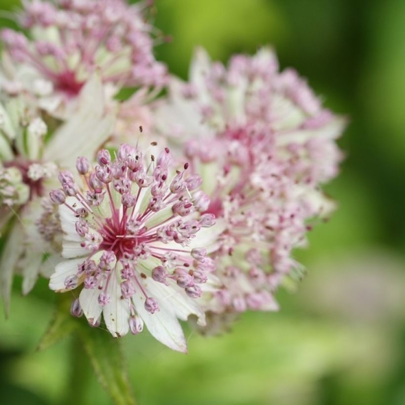Astrance - Astrantia major Sunningdale Variegated (Flowering)