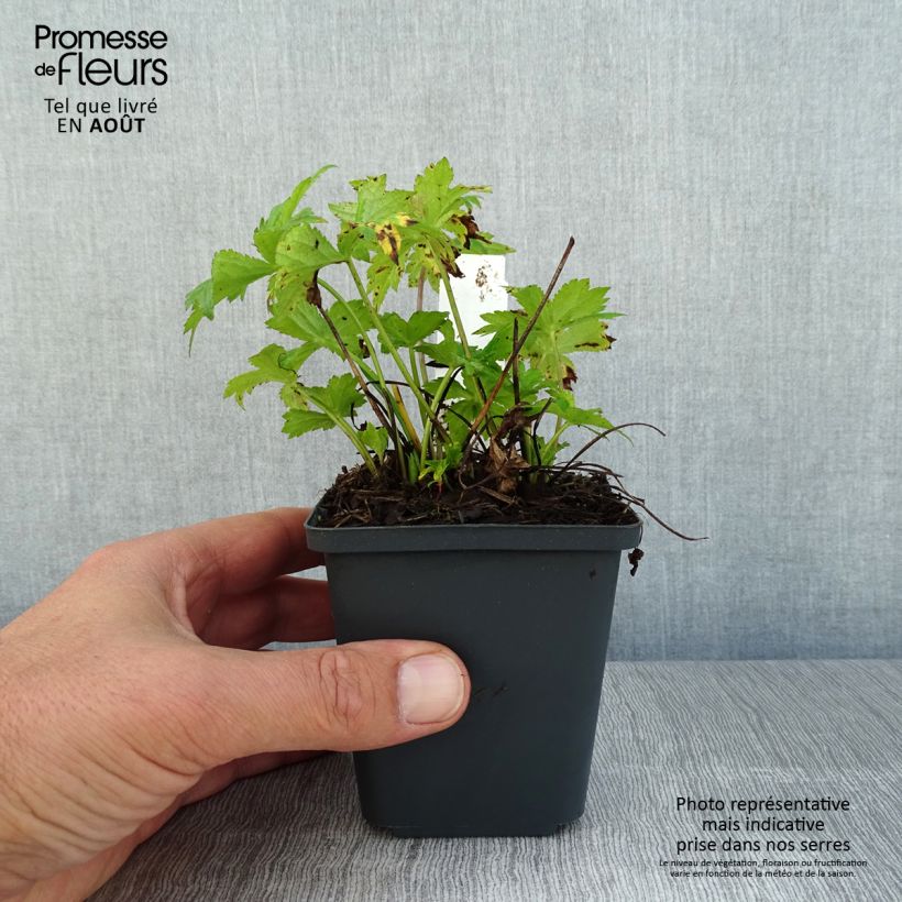 Spécimen de Astrance - Astrantia Star of Love Godet de 8/9 cm tel que livré en été