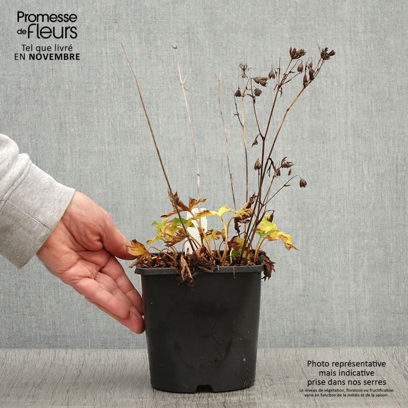 Spécimen de Astrance - Astrantia Star of Love Pot de 2L/3L tel que livré en automne