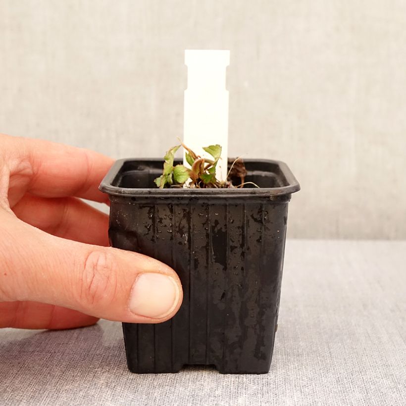 Example of Astrantia bavarica - Astrance de Bavière Godet de 8/9 cm as you get in printemps