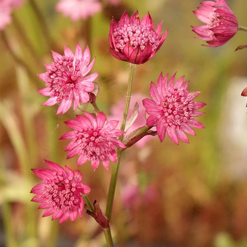 Astrantia major Cerise Button - Grande astrance (Flowering)