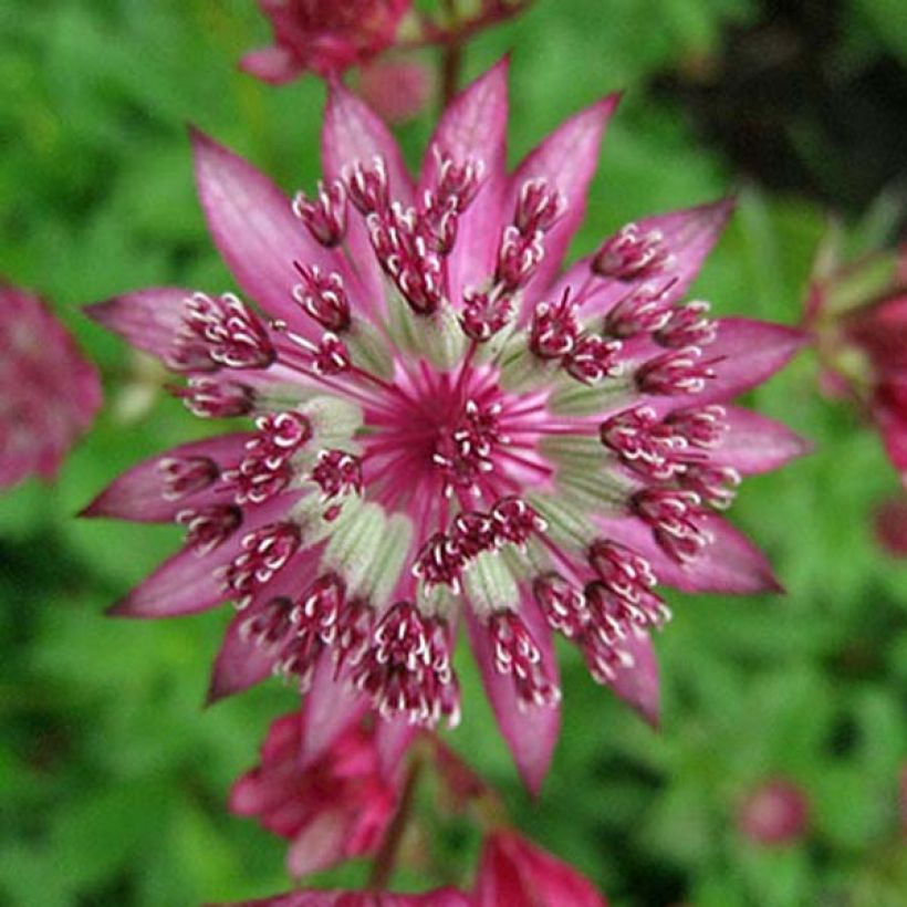 Astrance - Astrantia major Claret (Flowering)