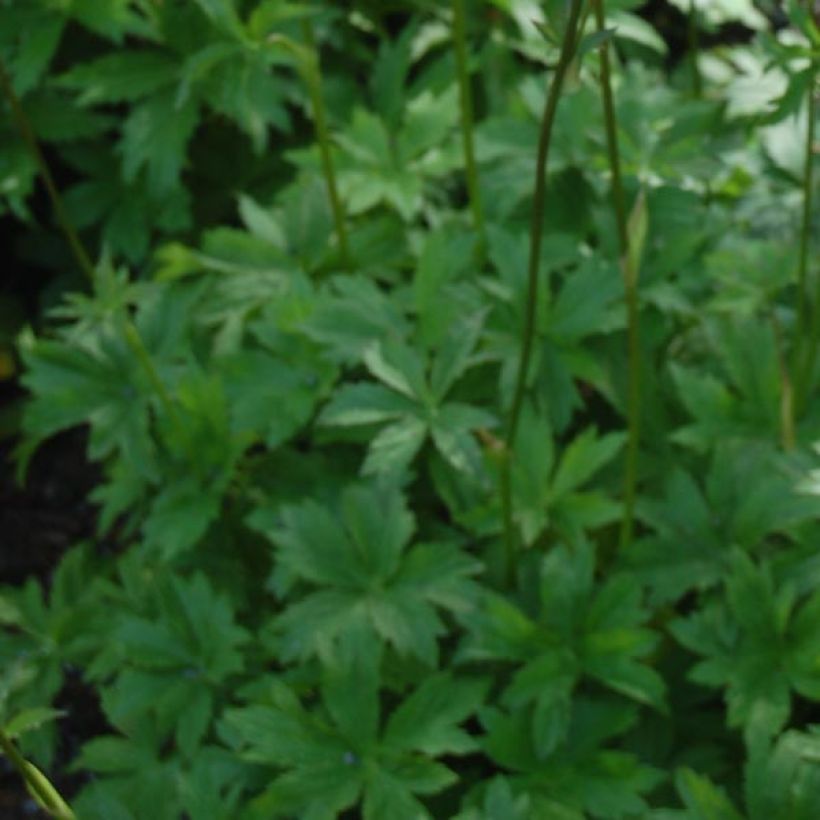 Astrance - Astrantia major Claret (Foliage)