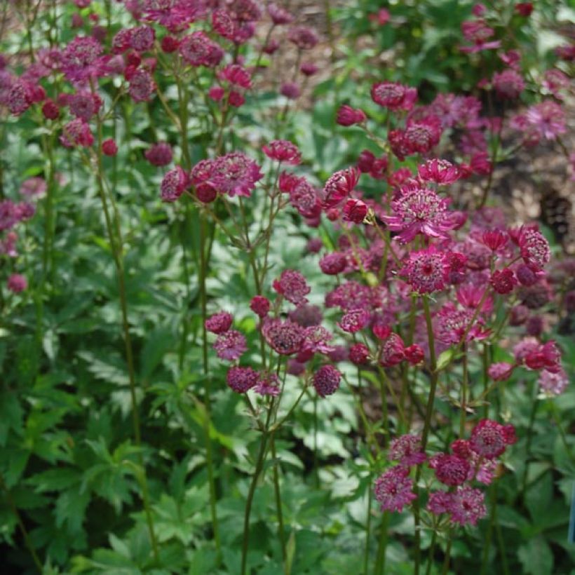 Astrance - Astrantia major Claret (Plant habit)