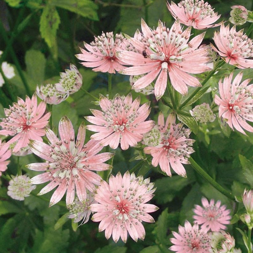 Astrance - Astrantia major Rosea (Flowering)
