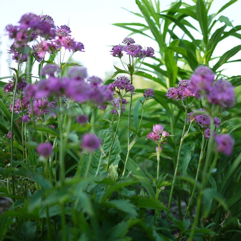 Astrance - Astrantia major Ruby Cloud (Flowering)