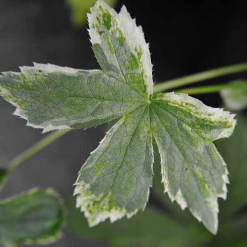 Astrance - Astrantia major Sunningdale Variegated (Foliage)