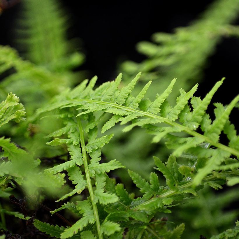 Athyrium filix-femina Victoriae - Fougère femelle Victoriae (Foliage)