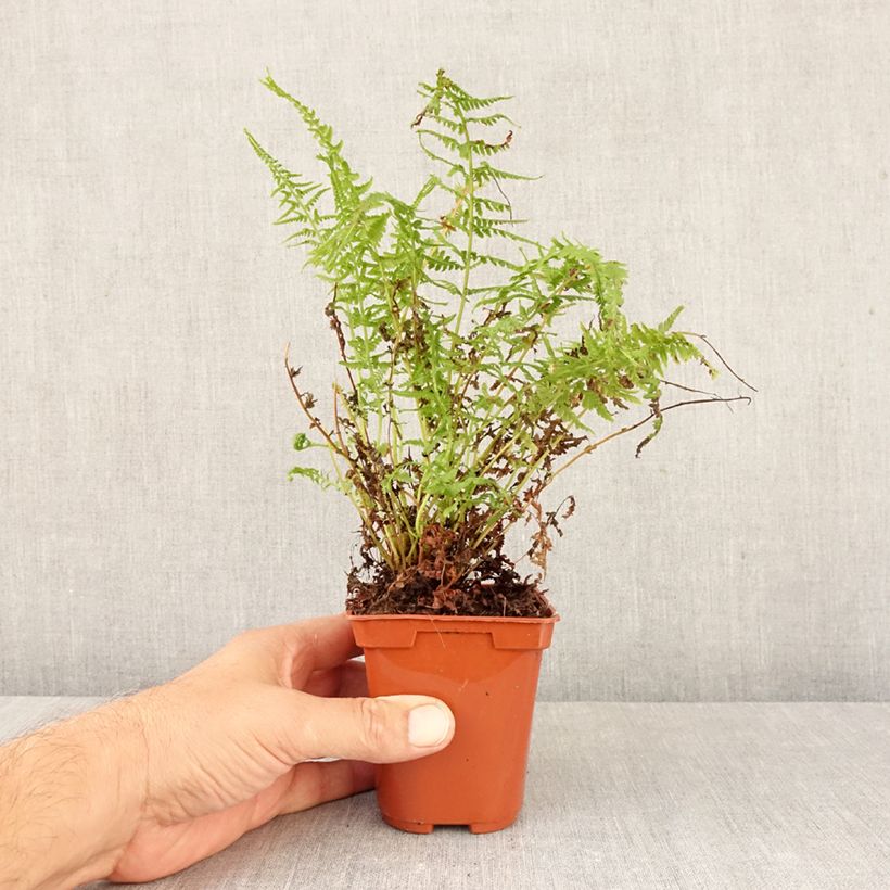 Spécimen de Athyrium filix-femina Victoriae - Fougère femelle Victoriae Godet de 8/9 cm tel que livré en automne