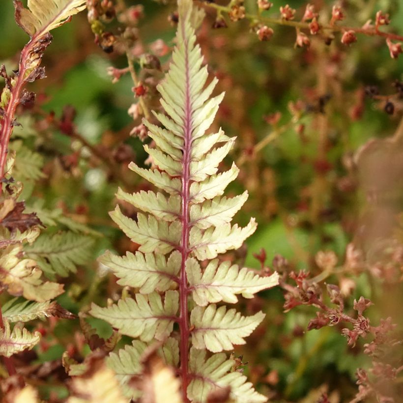 Athyrium niponicum Crested Surf - Fougère japonaise (Foliage)