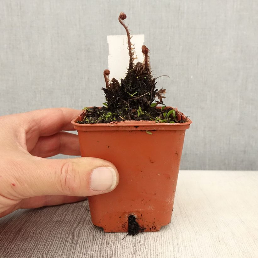 Example of Athyrium otophorum var. okanum - Fougère femelle du Japon Godet de 8/9 cm as you get in printemps