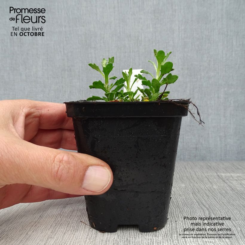 Spécimen de Aubrieta Bressingham Red - Aubriète rouge Godet de 8/9 cm tel que livré en automne