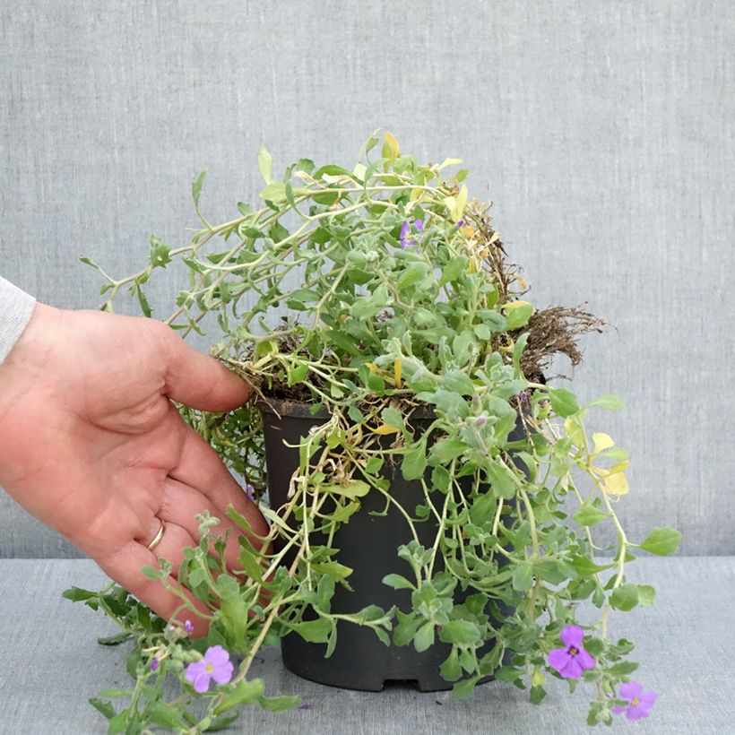 Example of Aubriète bleue - Aubrieta Cascade Blue Pot de 2L/3L as you get in printemps