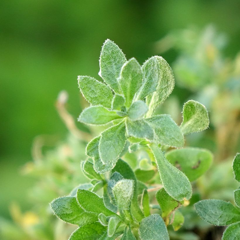 Aubriète Florado Rose-Red - Aubrieta gracilis (Foliage)
