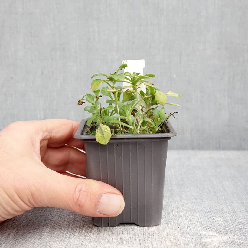 Example of Aubriète Pixie Pearls - Aubrieta cultorum Godet de 8/9 cm as you get in hiver