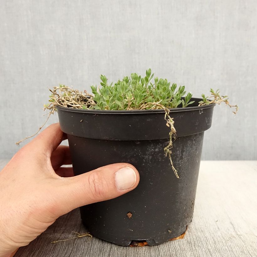 Spécimen de Aubriète rouge - Aubrieta Cascade Red Pot de 2L/3L tel que livré au printemps