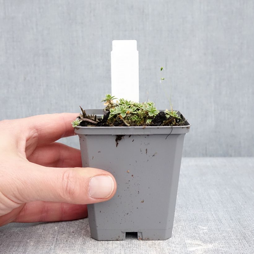 Example of Aubriète Silberrand - Aubrieta Godet de 8/9 cm as you get in hiver