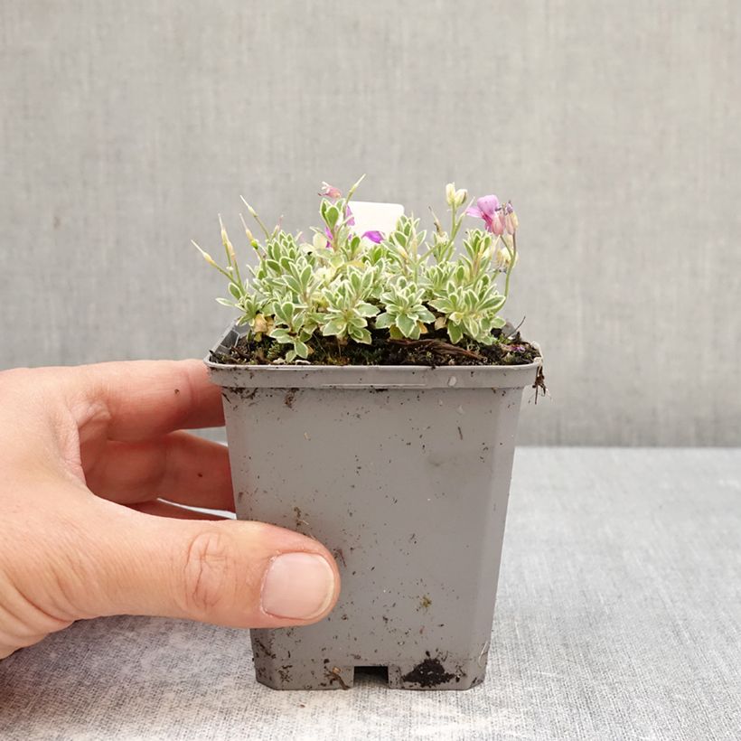 Spécimen de Aubriète Silberrand - Aubrieta Godet de 8/9 cm tel que livré au printemps