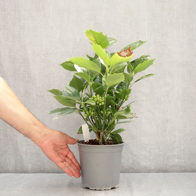 Spécimen de Aucuba japonica Rozannie - Aucuba du Japon  Pot de 2L/3L tel que livré en été